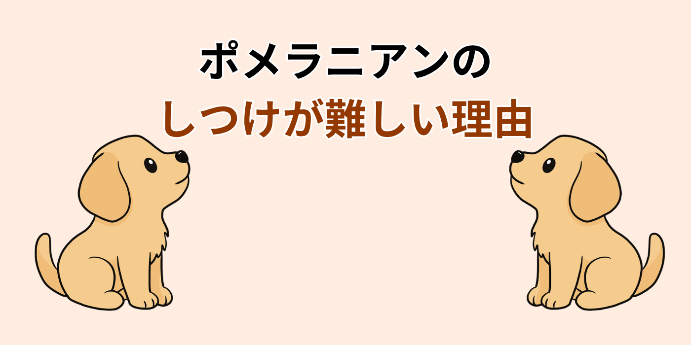 ポメラニアンの しつけが難しい理由